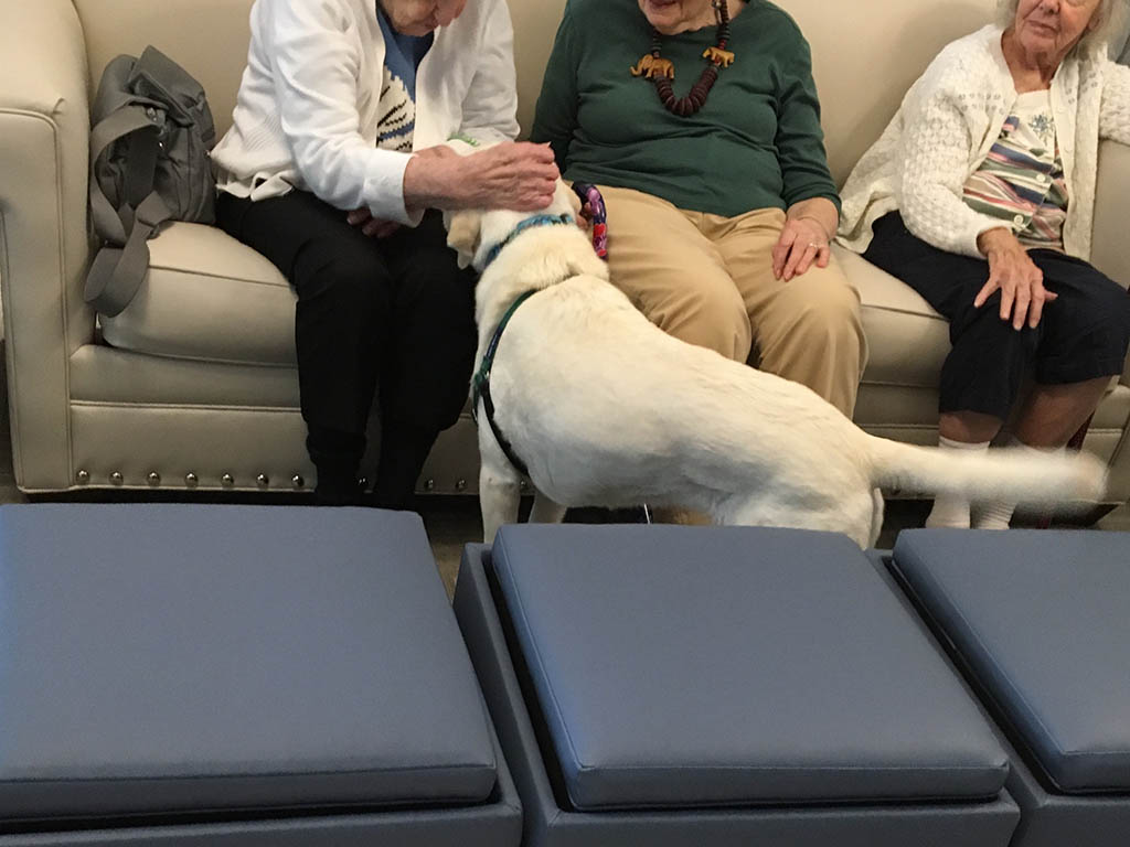 Pet therapy at The Elms Westerly RI