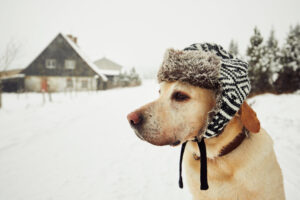 dog-with-cap-winter